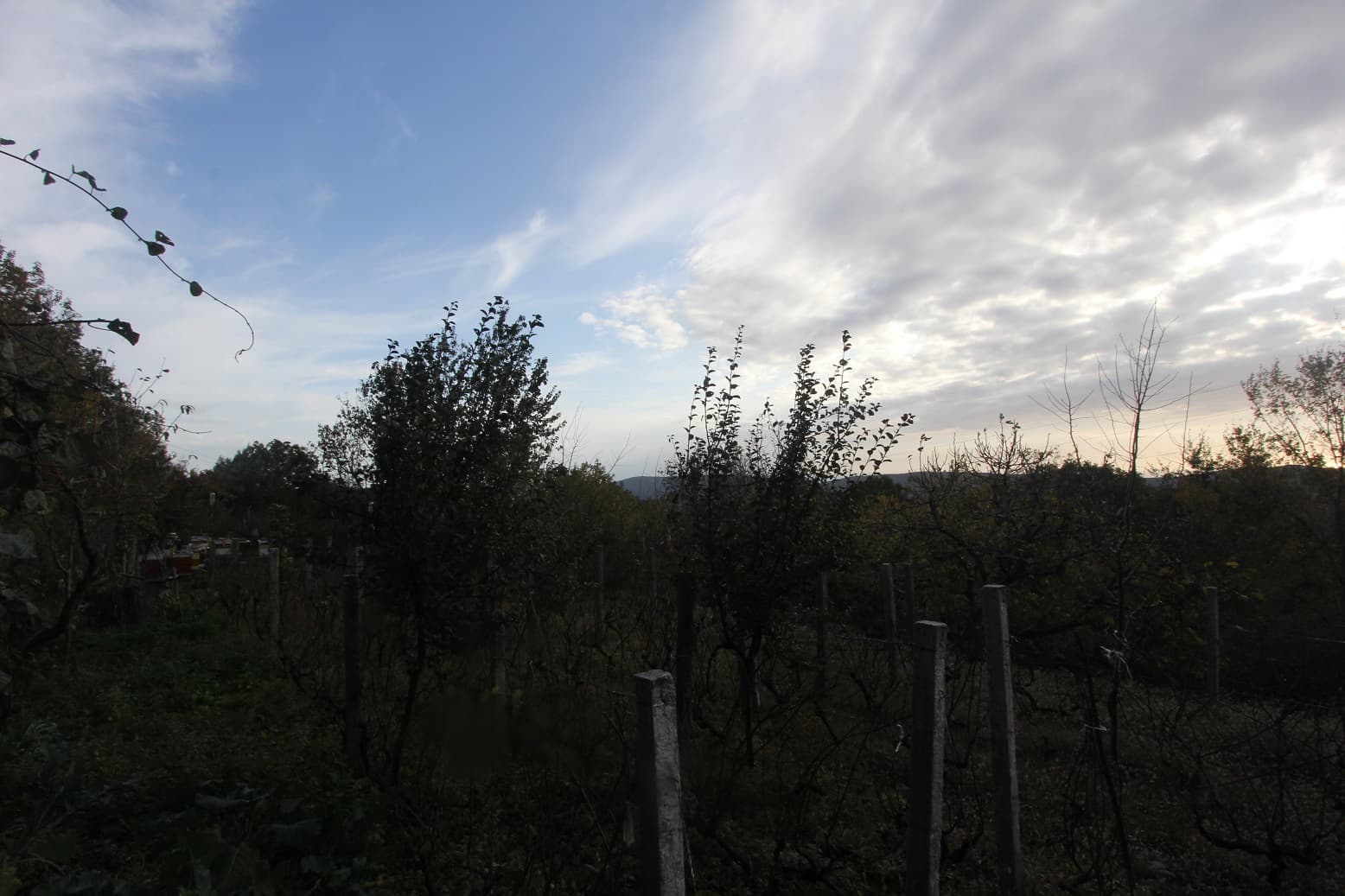 Plot in Mokrine